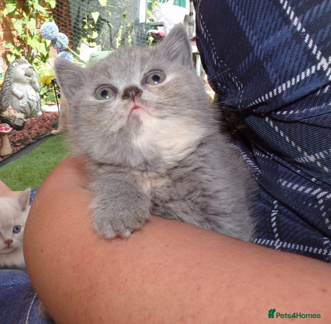 British Shorthair cats for sale: ✨️ Fun Loving Furball BSH Kittens ✨️ - Image 24
