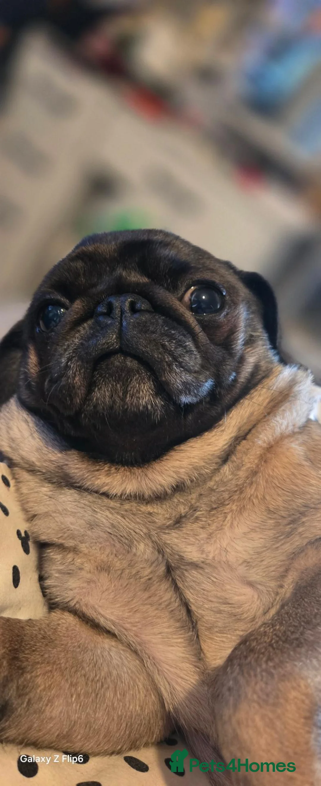 Frug dogs for sale: Groot - Advert 3
