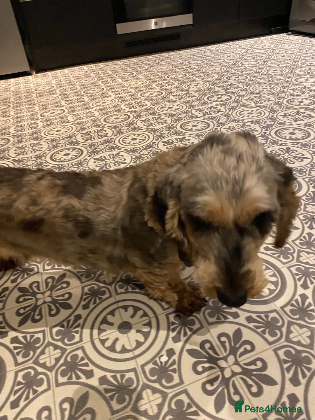 Dachshund dogs for sale: Wired haired - Advert 3