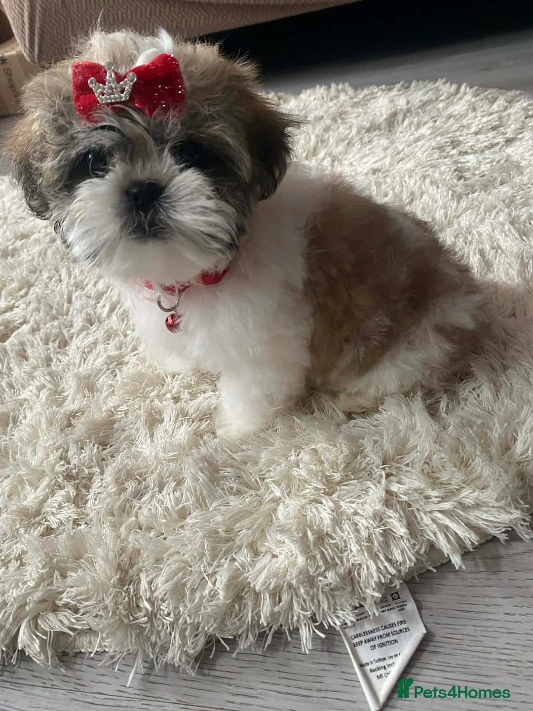Malshi dogs for sale: ONLY 1 GIRL MINI MALSHI PUPPIES LEFT  - Advert 2