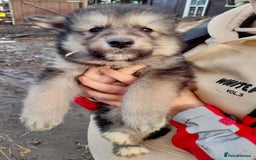 Shepsky dogs for sale: German Shepherd cross Husky Puppies  - Image 8