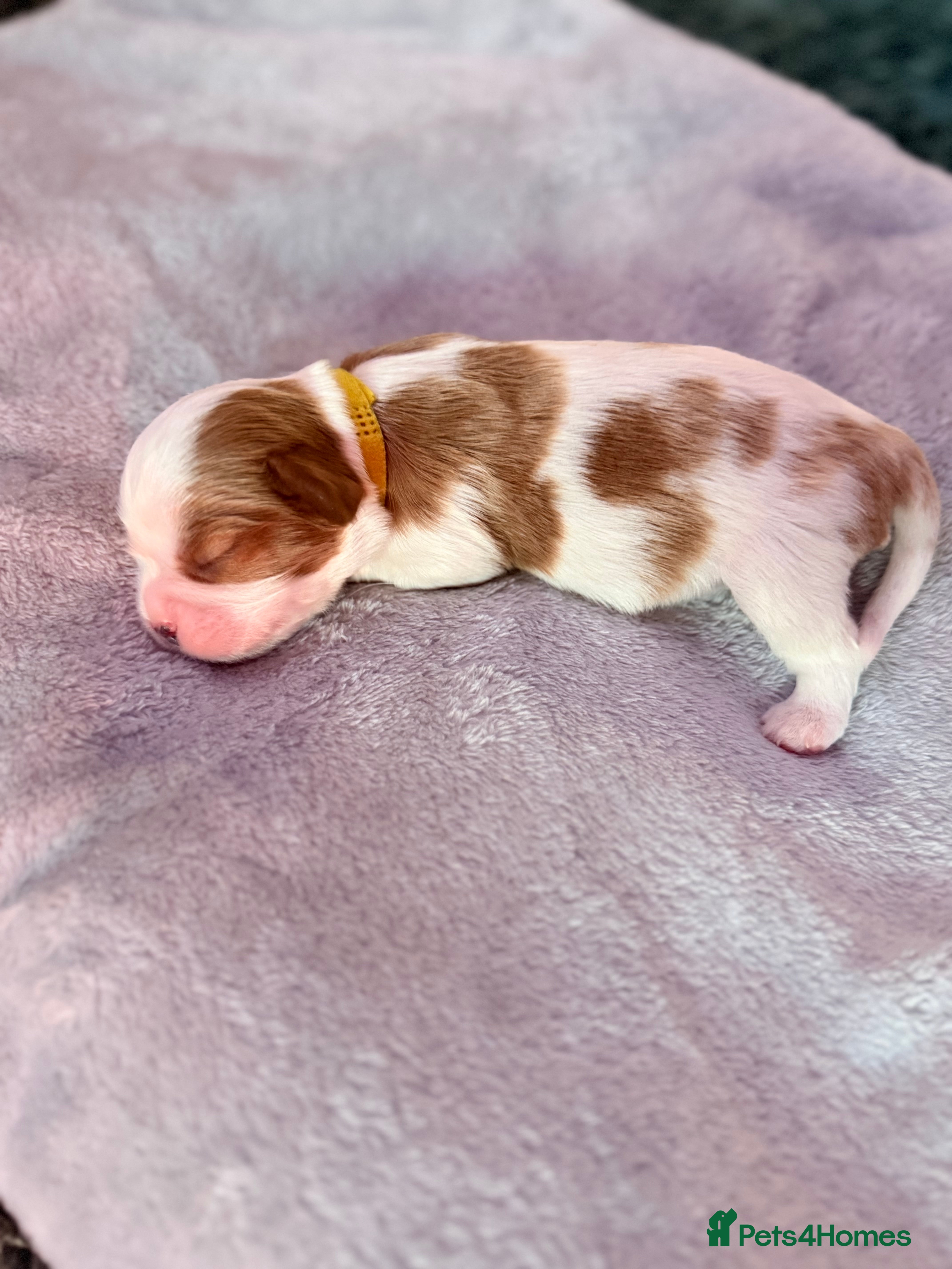 Cavalier King Charles Spaniel dogs King Charles Cavalier Puppies -  - Advert 7