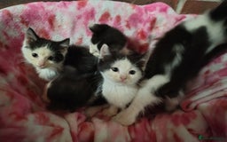 Mixed Breed cats for sale: Black and white kittens - Image 3