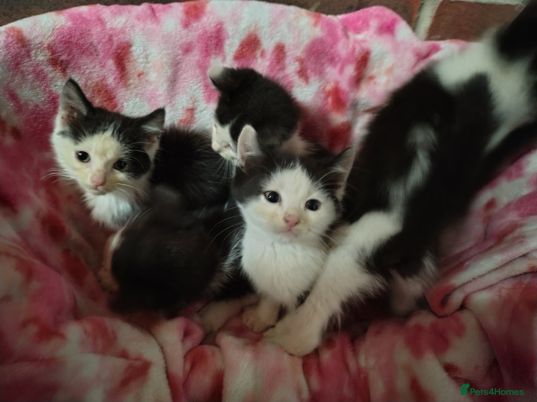 Mixed Breed cats for sale: Black and white kittens - Image 3