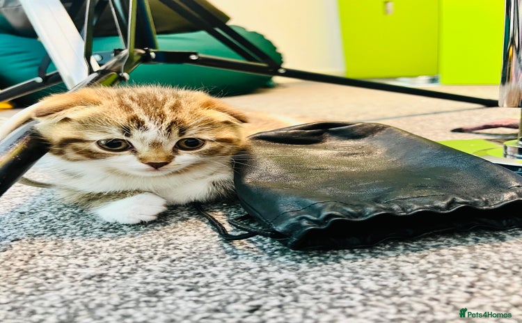 Scottish Fold cats - Advert 1