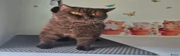 British Shorthair cats for sale: RESERVED *GCCF Registered Chocolate girl 'Hope' * - Advert 7