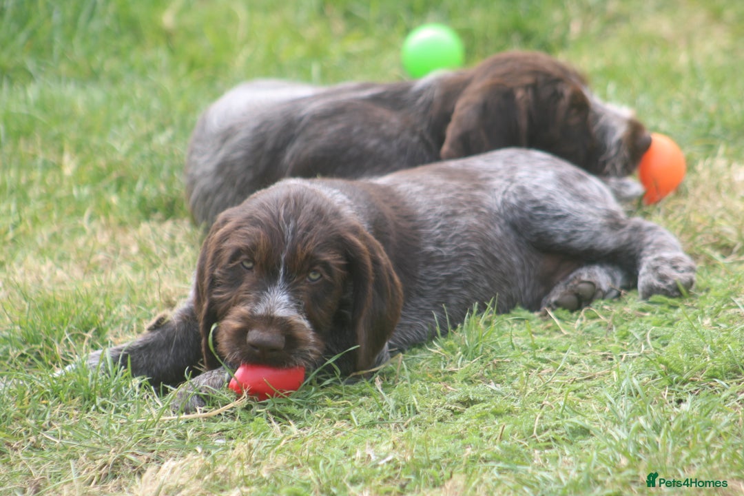 German Wirehaired Pointer dogs for sale: Beautiful Gwps puppies - Image 7