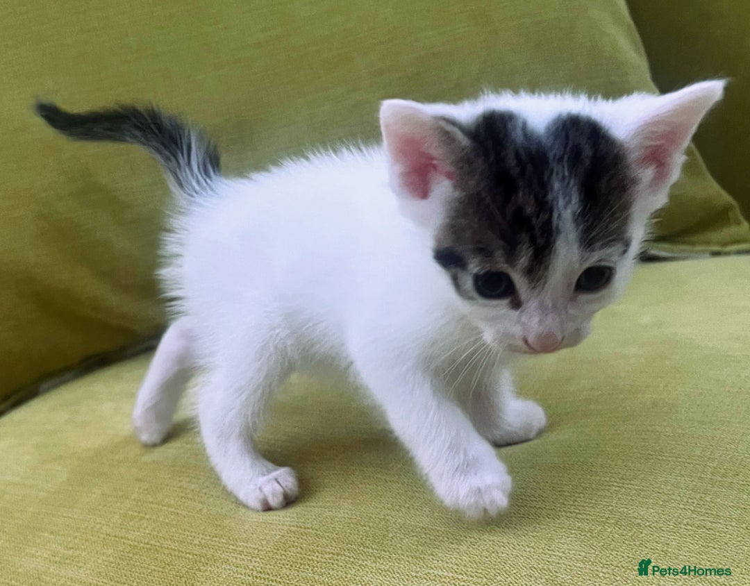 Mixed Breed cats for sale: CLEMMIE’S CUTIES  - Image 22