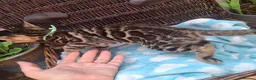 Bengal cats for sale: Stunning Bengal Kittens  - Advert 4