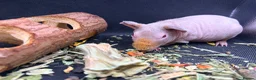 Guinea Pig rodents for sale: Boy & Girl Skinny Pig - Ready Now in Caterham - Advert 6