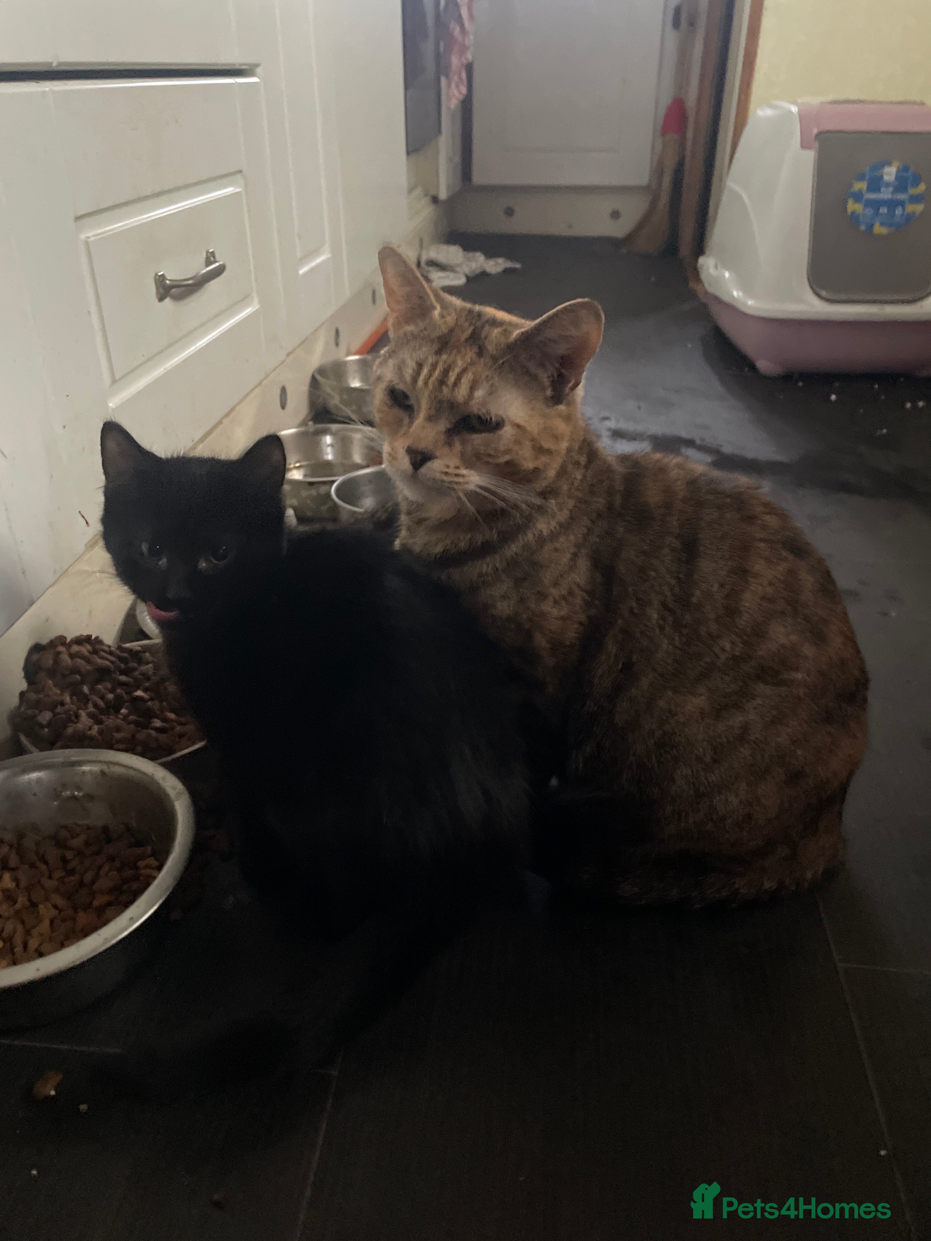 Mixed Breed cats 4 kitten 2 black 2 tabby - Advert 2