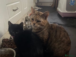 Mixed Breed cats 4 kitten 2 black 2 tabby - Advert 4