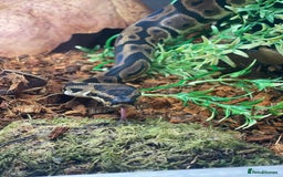 Python Snake reptiles for sale: Very sweet Leopard DH Candy Pied Ball Python  - Image 3