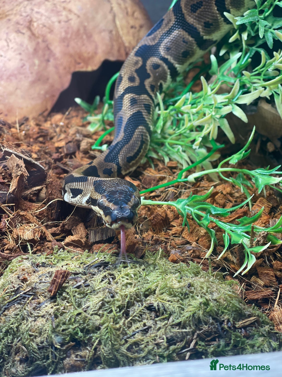 Python Snake reptiles for sale: Very sweet Leopard DH Candy Pied Ball Python  - Image 3