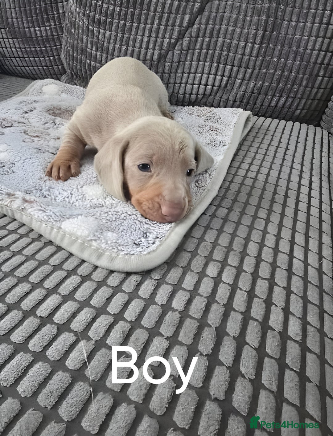 Miniature Dachshund dogs for sale: Beautiful Miniature Dachshunds for Sale - Image 4