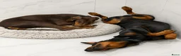 Dobermann dogs for sale: Adult doberman girl - Advert 2