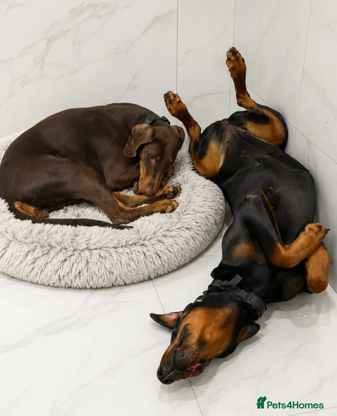 Dobermann dogs for sale: Adult doberman girl - Advert 2