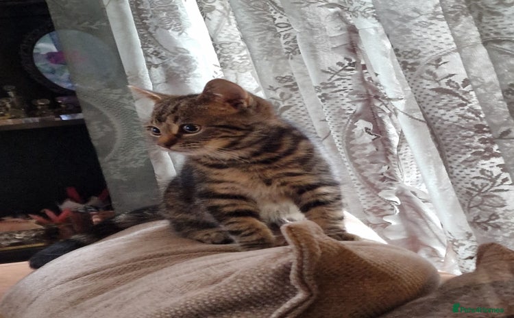 Ragdoll cats Tabby Ragdoll cross kitten - Advert 1