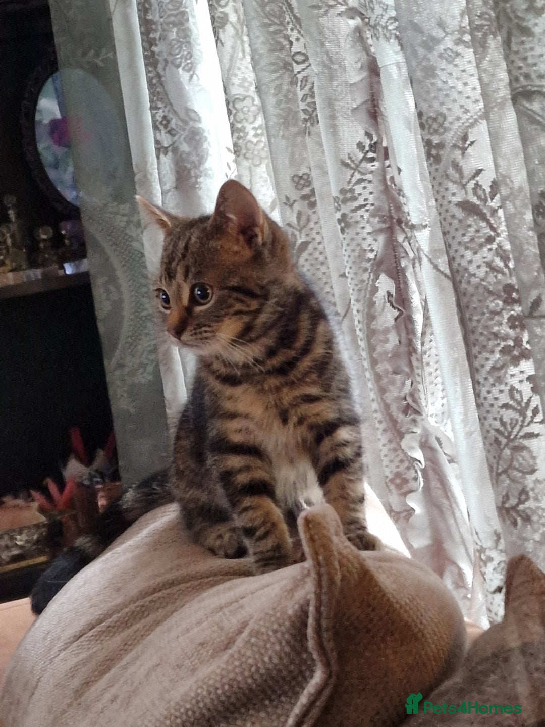 Ragdoll cats for sale: Tabby Ragdoll cross kitten - Advert 1