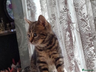 Ragdoll cats Tabby Ragdoll cross kitten - Advert 2