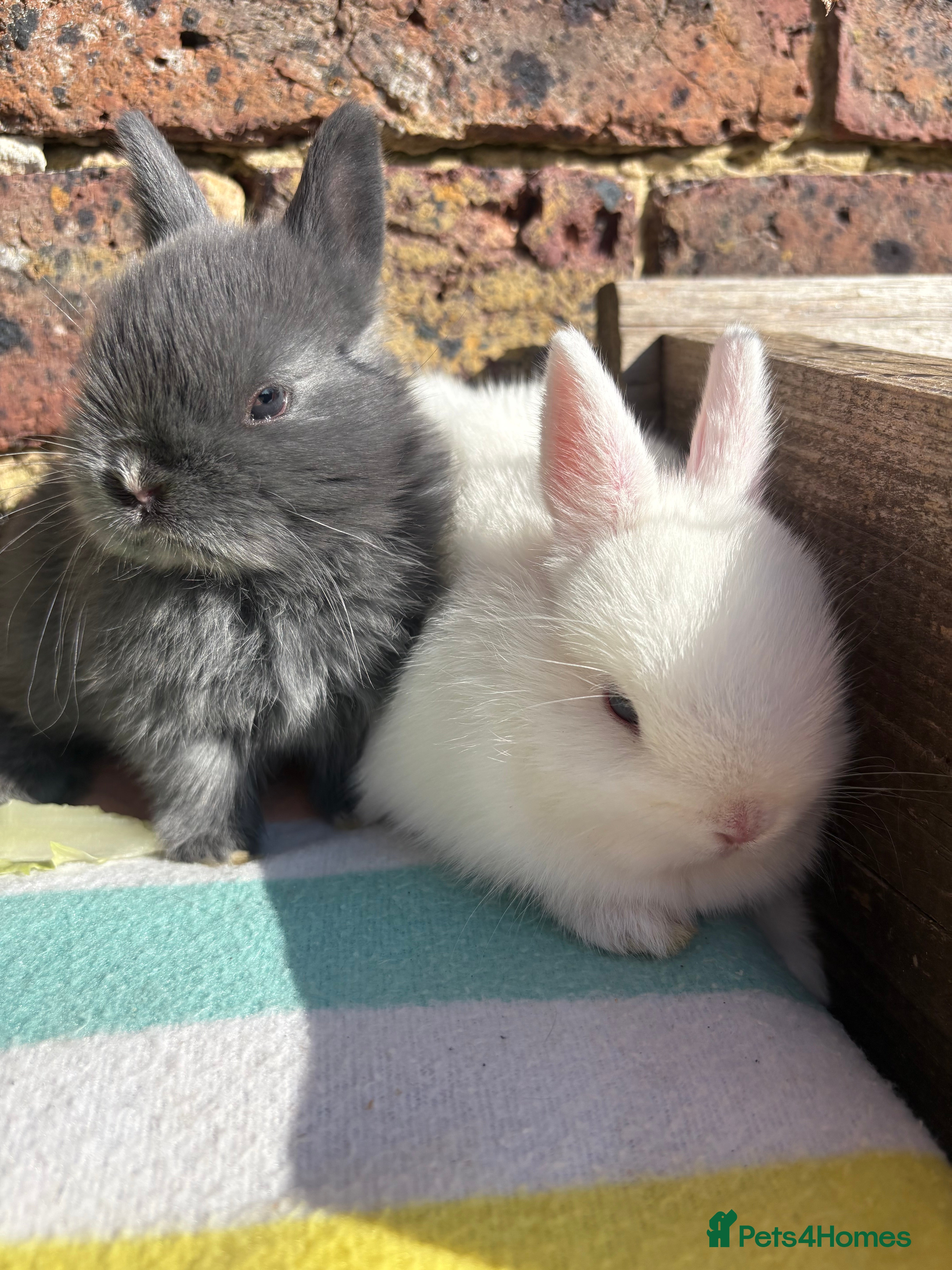 Netherland Dwarf rabbits   Netherland Dwarf bunnies  - Advert 1