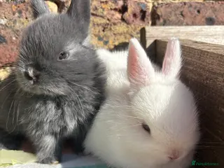 Netherland Dwarf rabbits Netherland Dwarf bunnies - Advert 1
