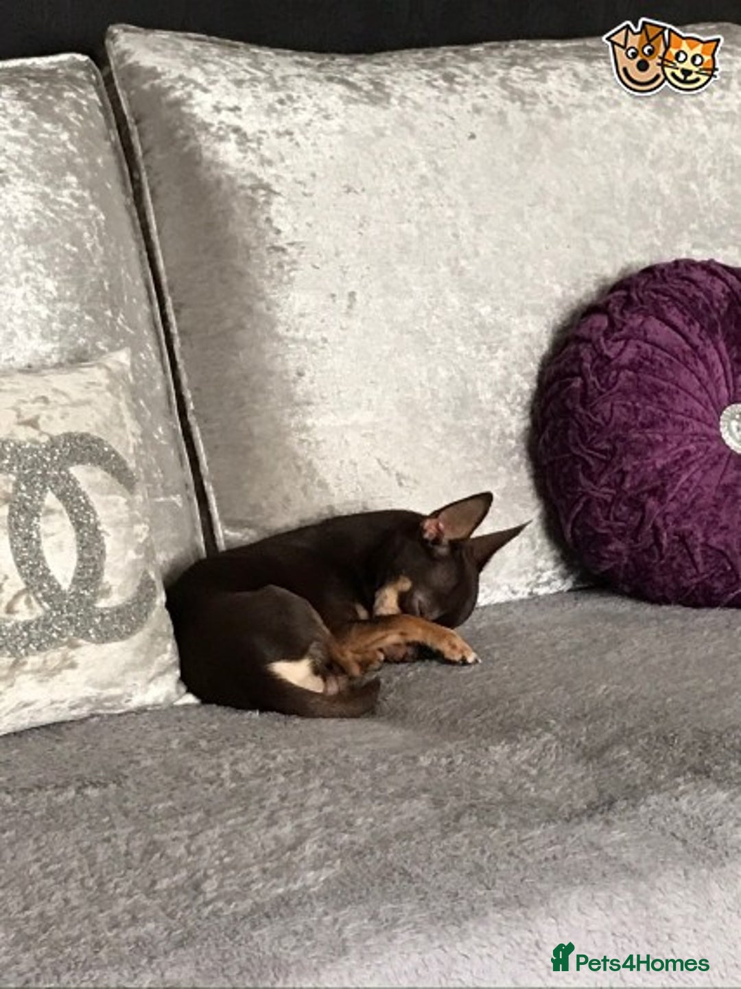 Chihuahua dogs for stud: chihuahua tri colour kc registered for stud in Enfield - Image 2