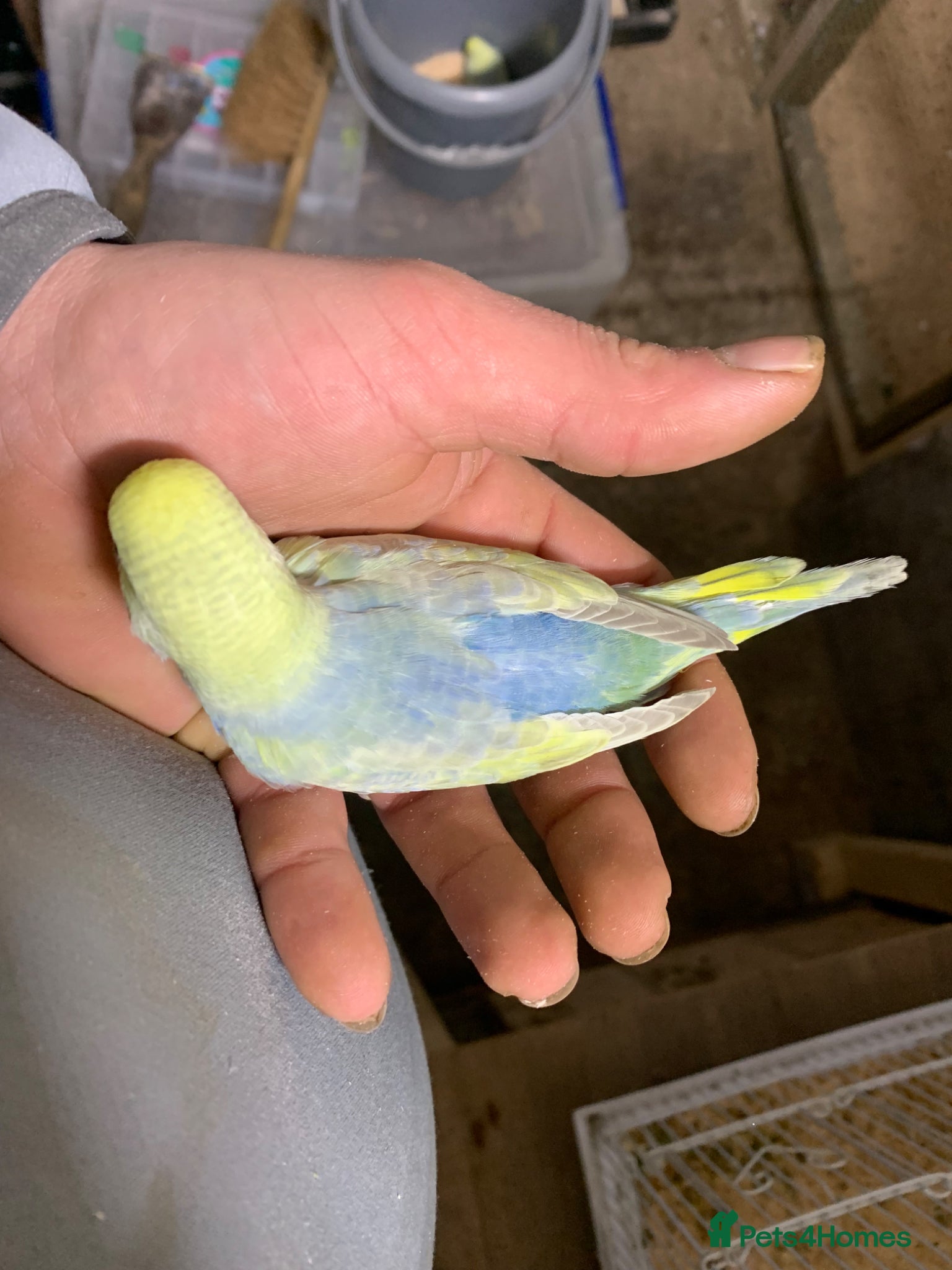 Budgerigars birds Rainbow budgie & black faces  pair  - Advert 17