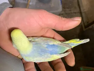 Budgerigars birds Rainbow budgie & black faces pair - Advert 19