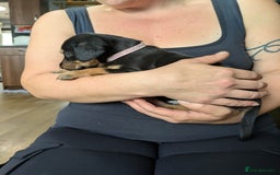 Mixed Breed dogs for sale: Jack, Springer X staffy, lurcher puppies - Image 9