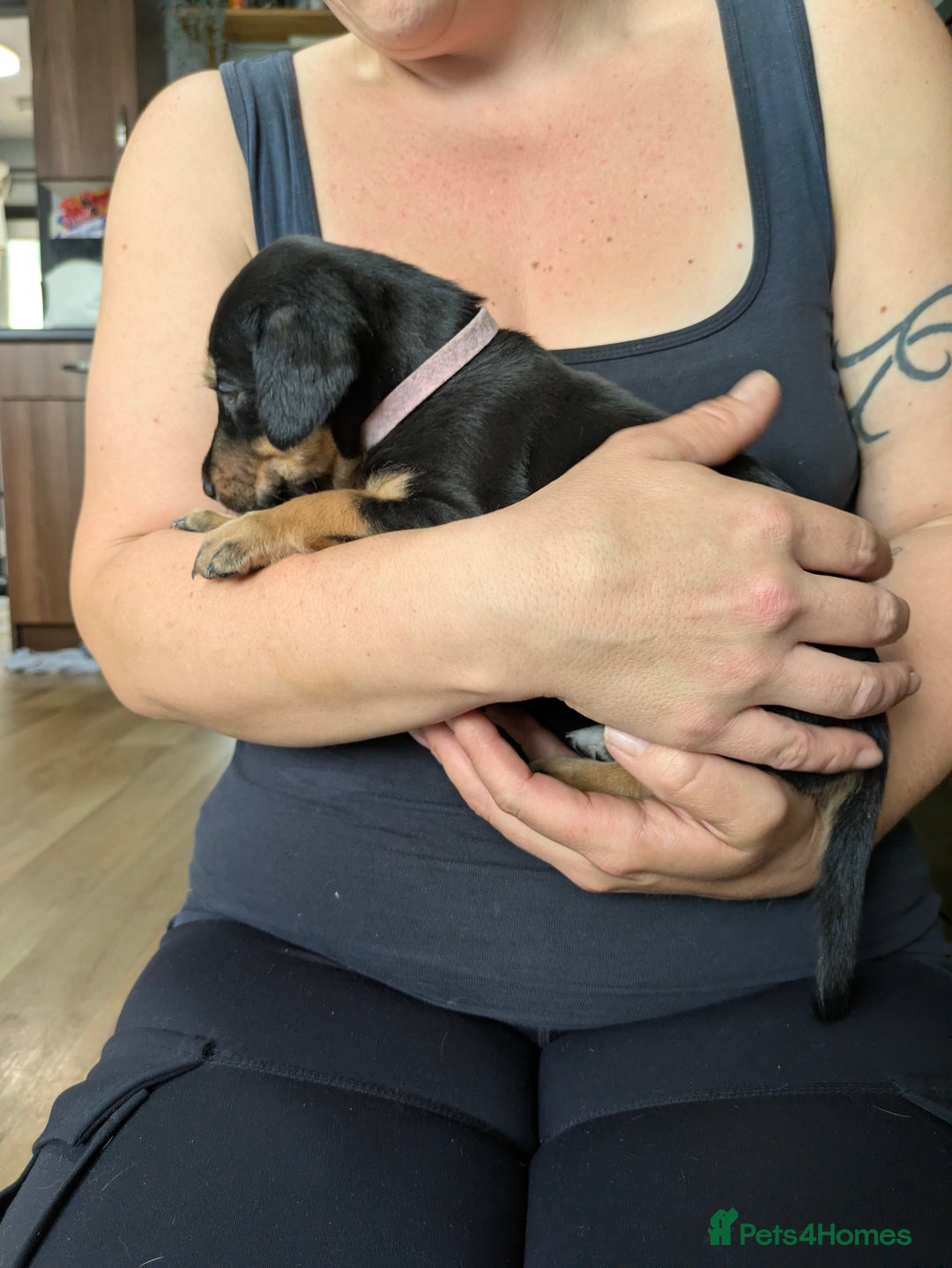 Mixed Breed dogs for sale: Jack, Springer X staffy, lurcher puppies - Image 9