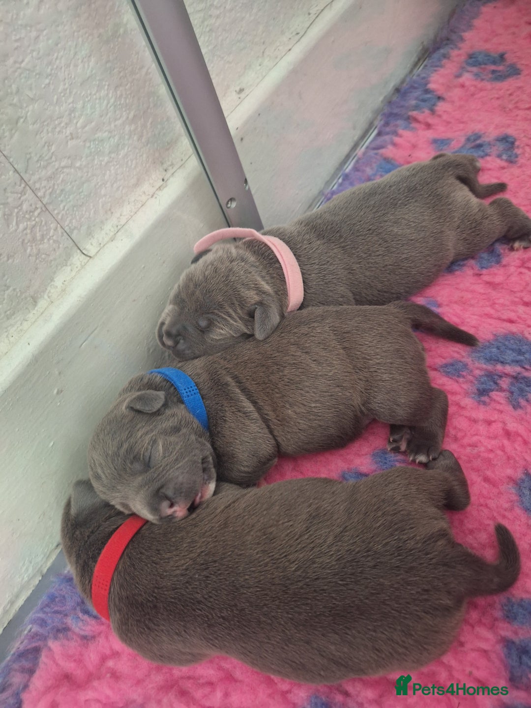 Staffordshire Bull Terrier dogs for sale: Blue Staffordshire Bull Terrier Puppies - Image 3