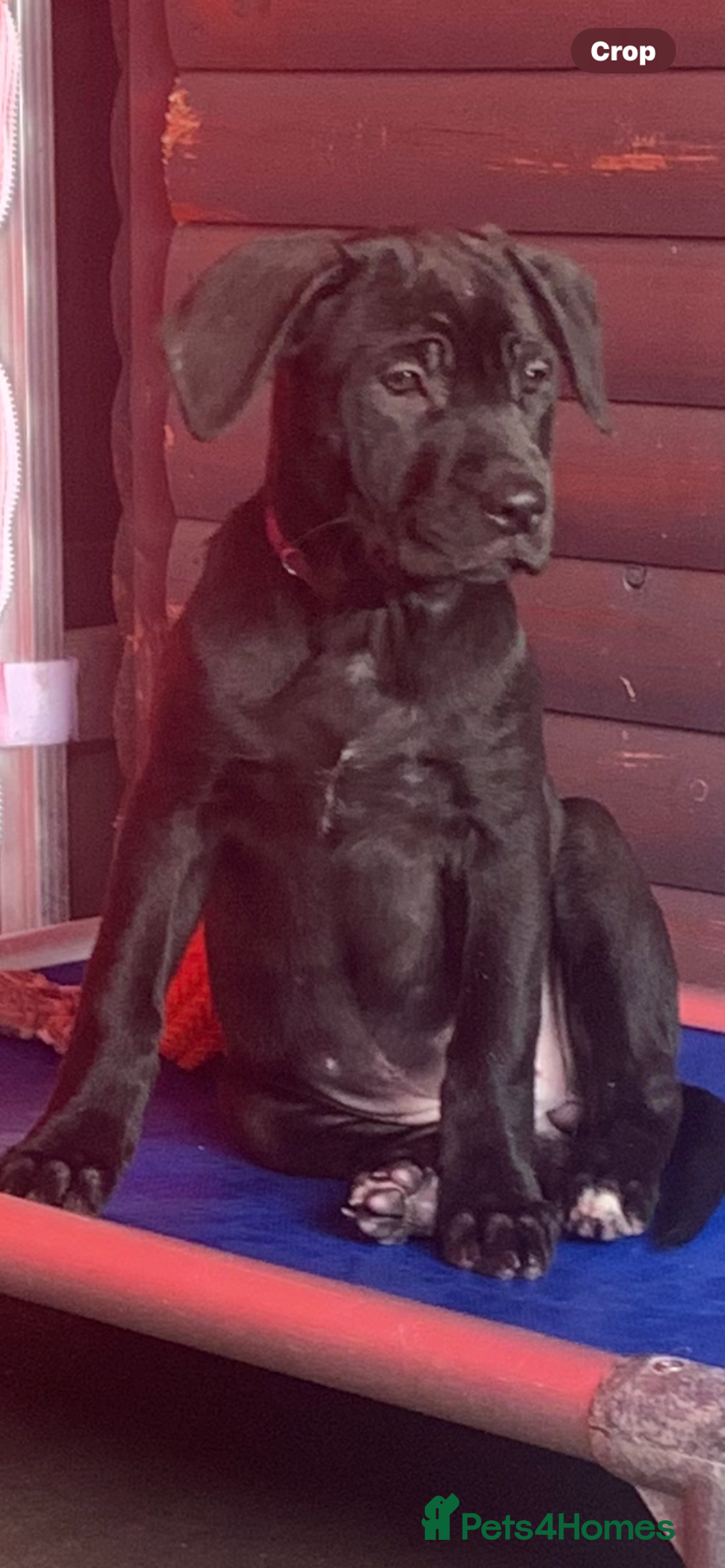 Mixed Breed dogs for sale: Belgian shepherd/cane corso hybrid pups.  - Advert 3