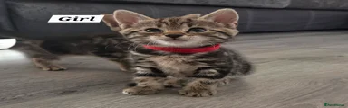 Female Tabby with red collar 