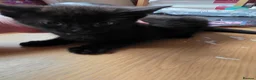 Mixed Breed cats for sale: 8week old black kitten - Advert 1