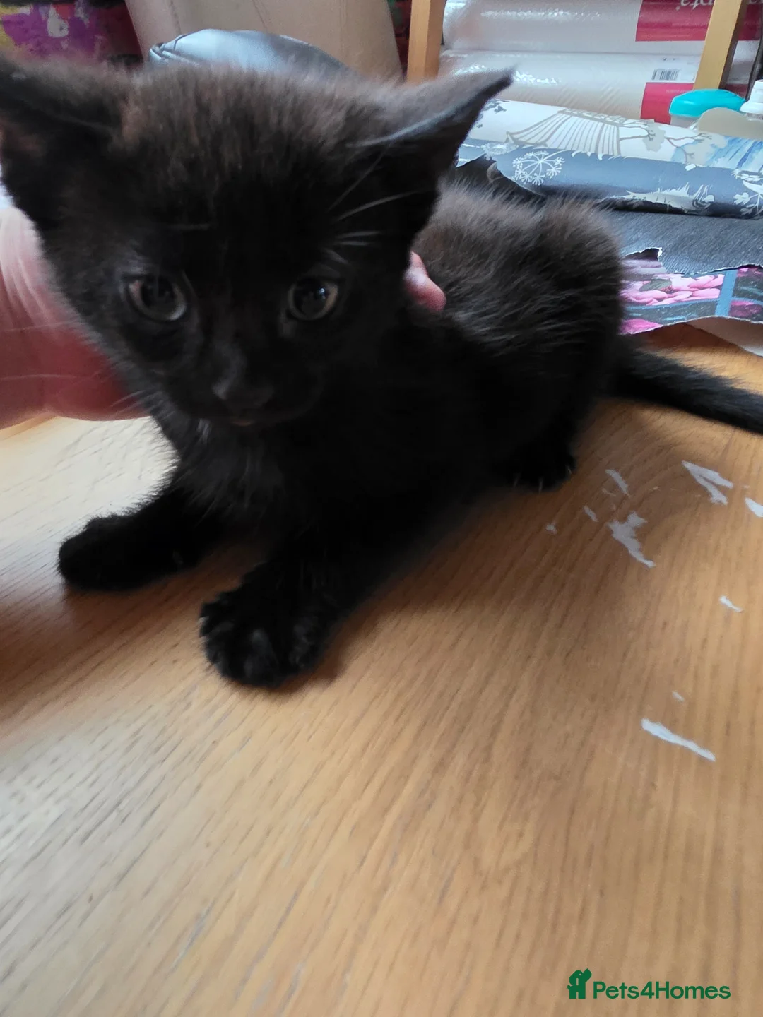 Mixed Breed cats for sale: 8week old black kitten - Advert 1