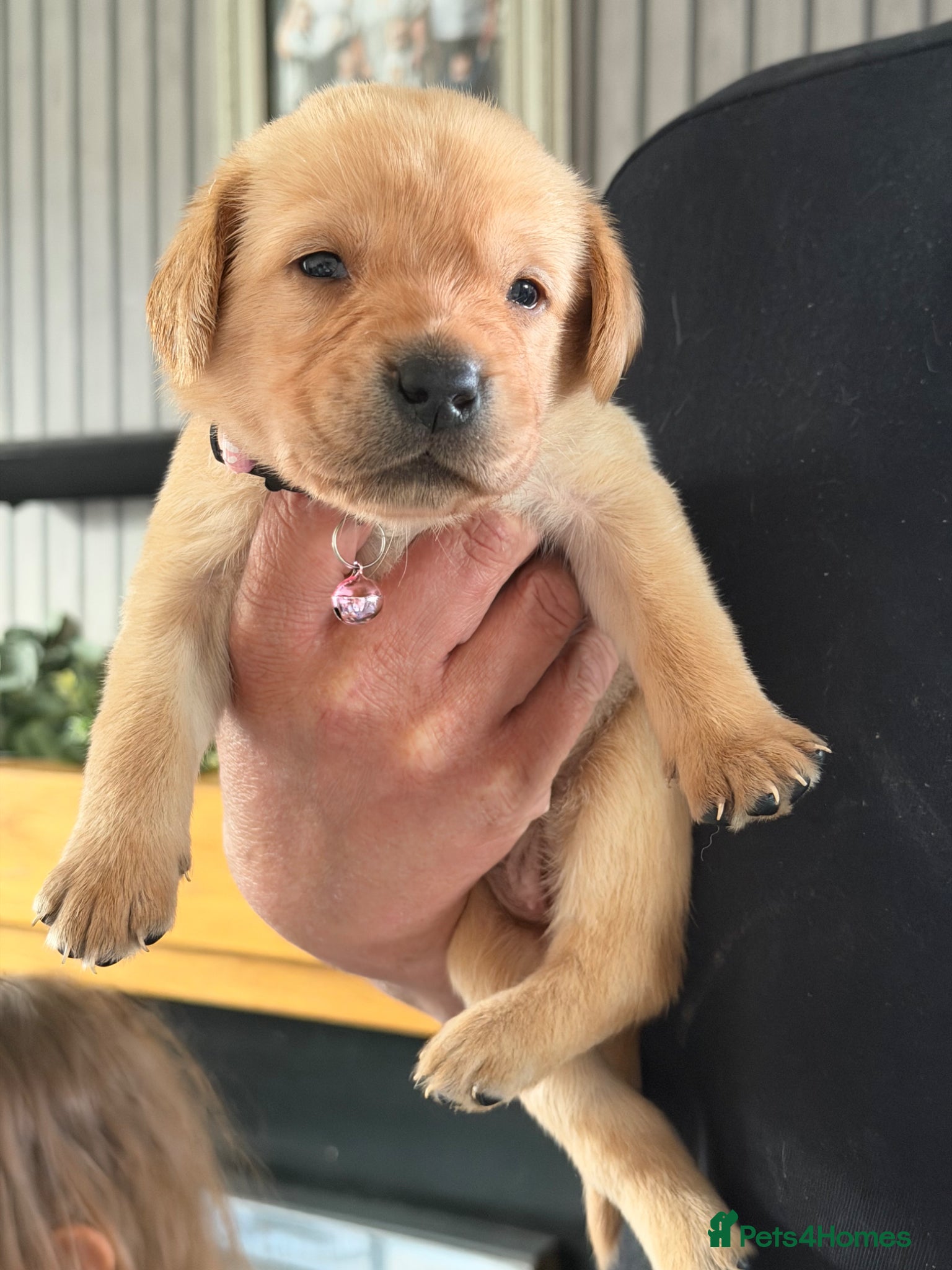 Labrador Retriever dogs for sale: Labrador retriever puppies - Advert 4