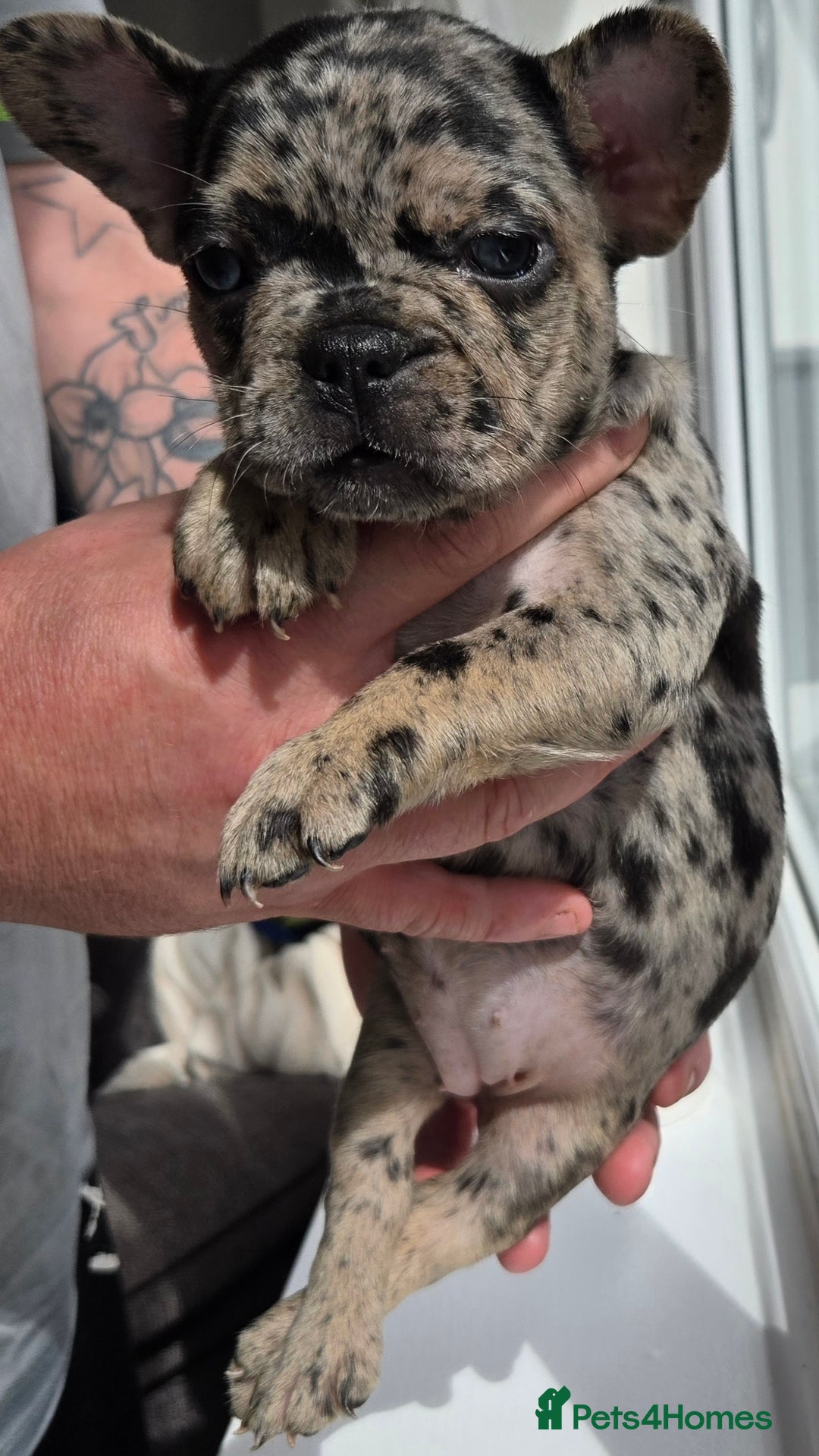 French Bulldog dogs for sale: frenchie pups merle ready now - Image 11