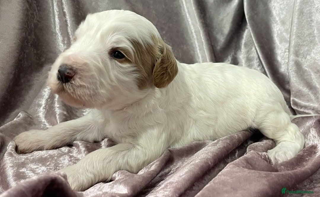 Labradoodle dogs for sale: Labradoodles for Sale! - Image 31