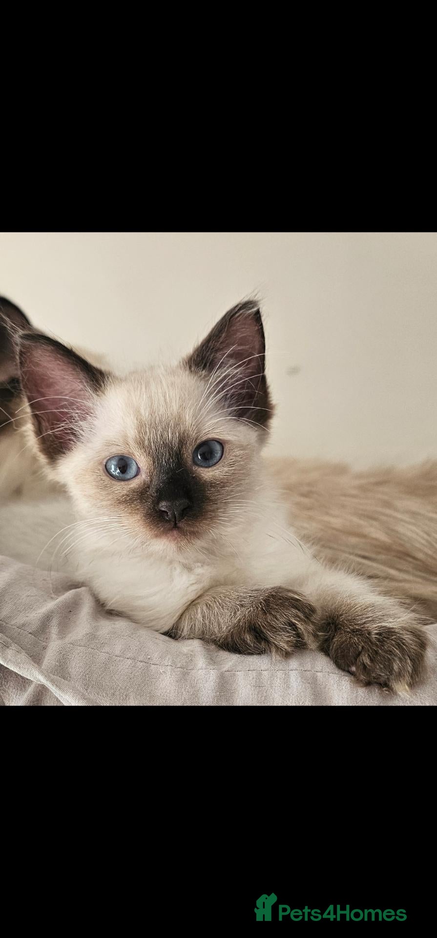 Ragdoll cats Ragdoll male boy - Advert 1