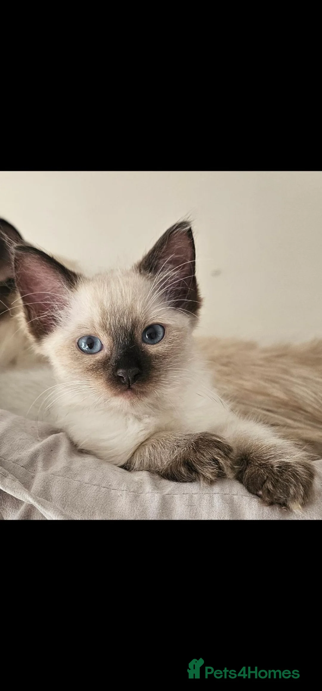 Ragdoll cats for sale: Ragdoll male boy - Advert 1