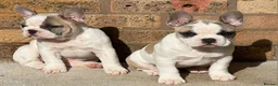 French Bulldog dogs for sale: 3 Beautiful French Bulldog looking for a new home - Advert 8