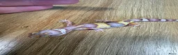 Leopard Gecko reptiles for sale: Baby leopard geckos in Knaresborough - Advert 6