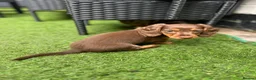 Miniature Dachshund dogs for sale: ONLY 2 LEFT! KC Registered Miniature Dachsunds - Advert 14