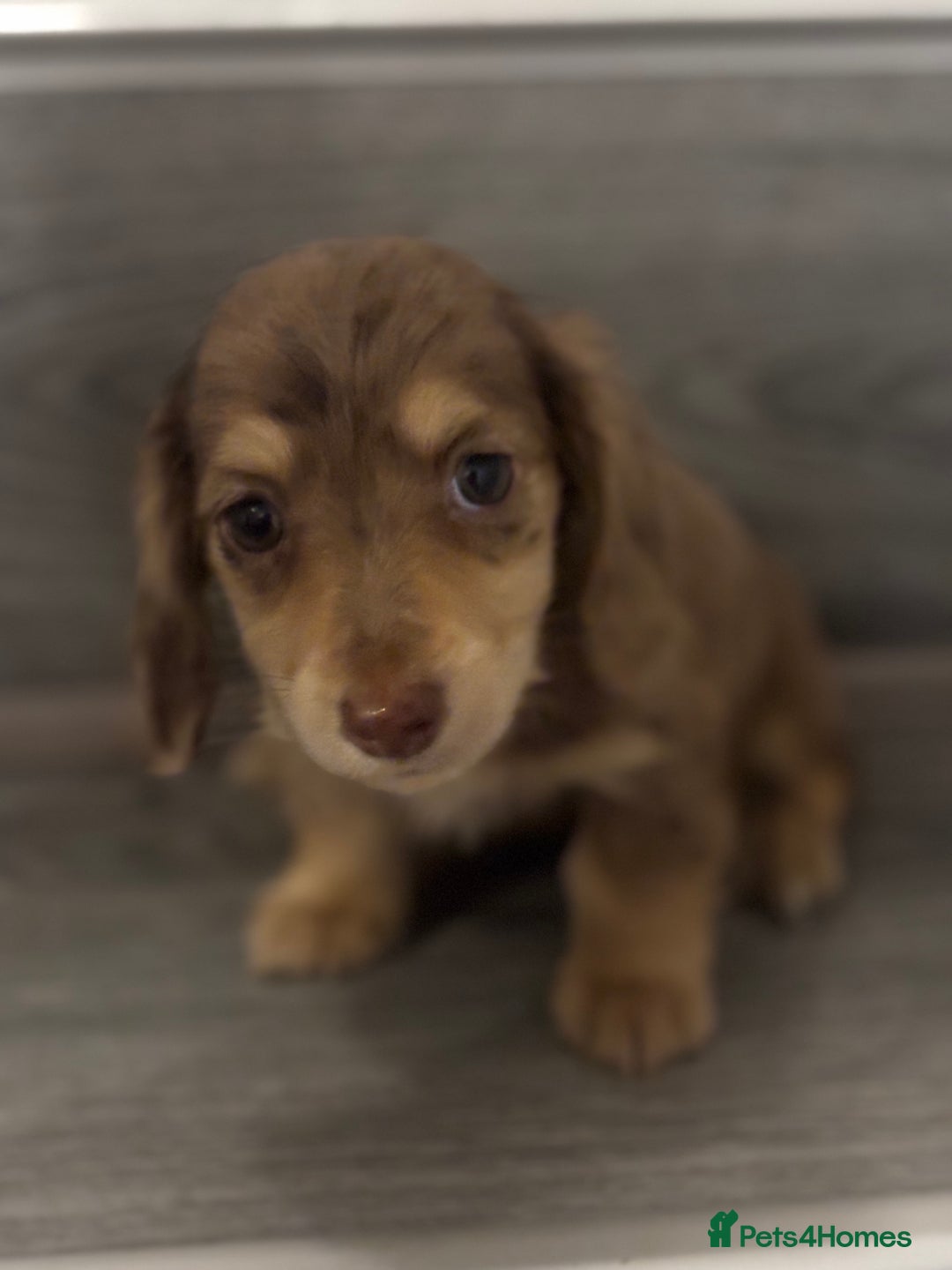 Puppies for sale in Manchester, Greater Manchester | Pets4Homes