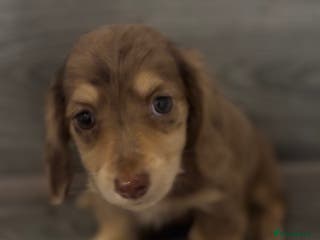 Miniature Dachshund dogs Long haired cream Puppies - Advert 16