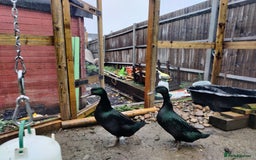 Ducks poultry for sale: Cayuga Ducks - Image 2