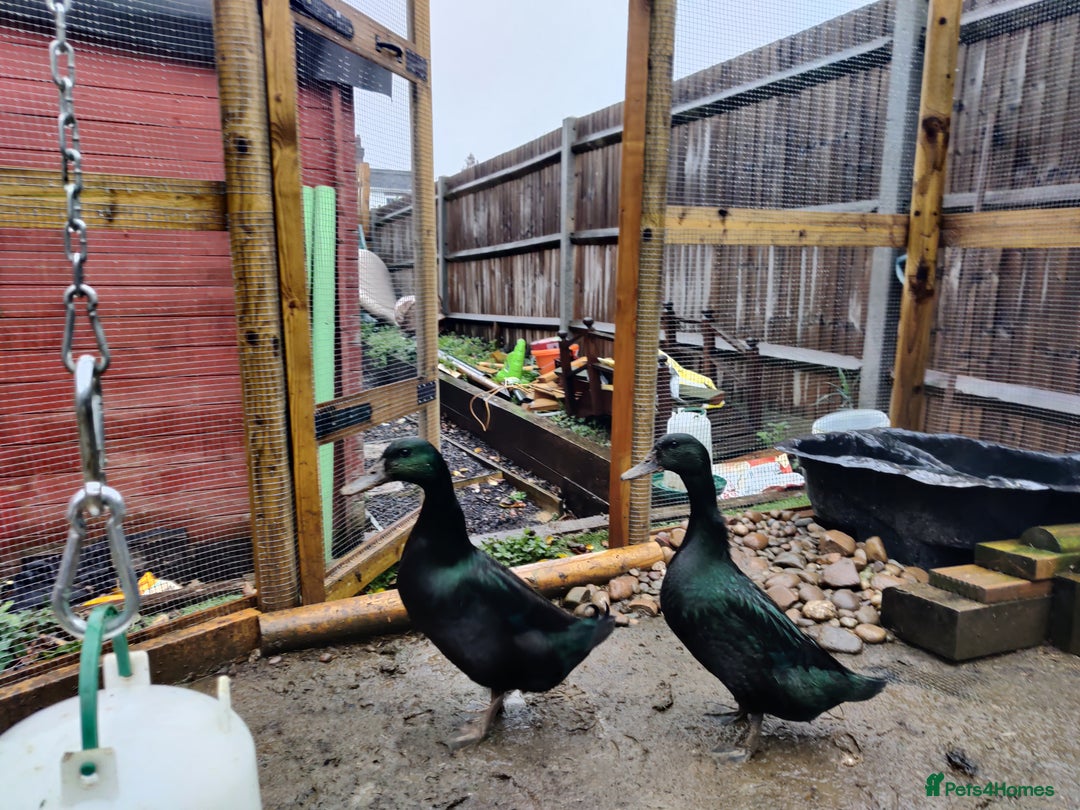 Ducks poultry for sale: Cayuga Ducks - Image 2