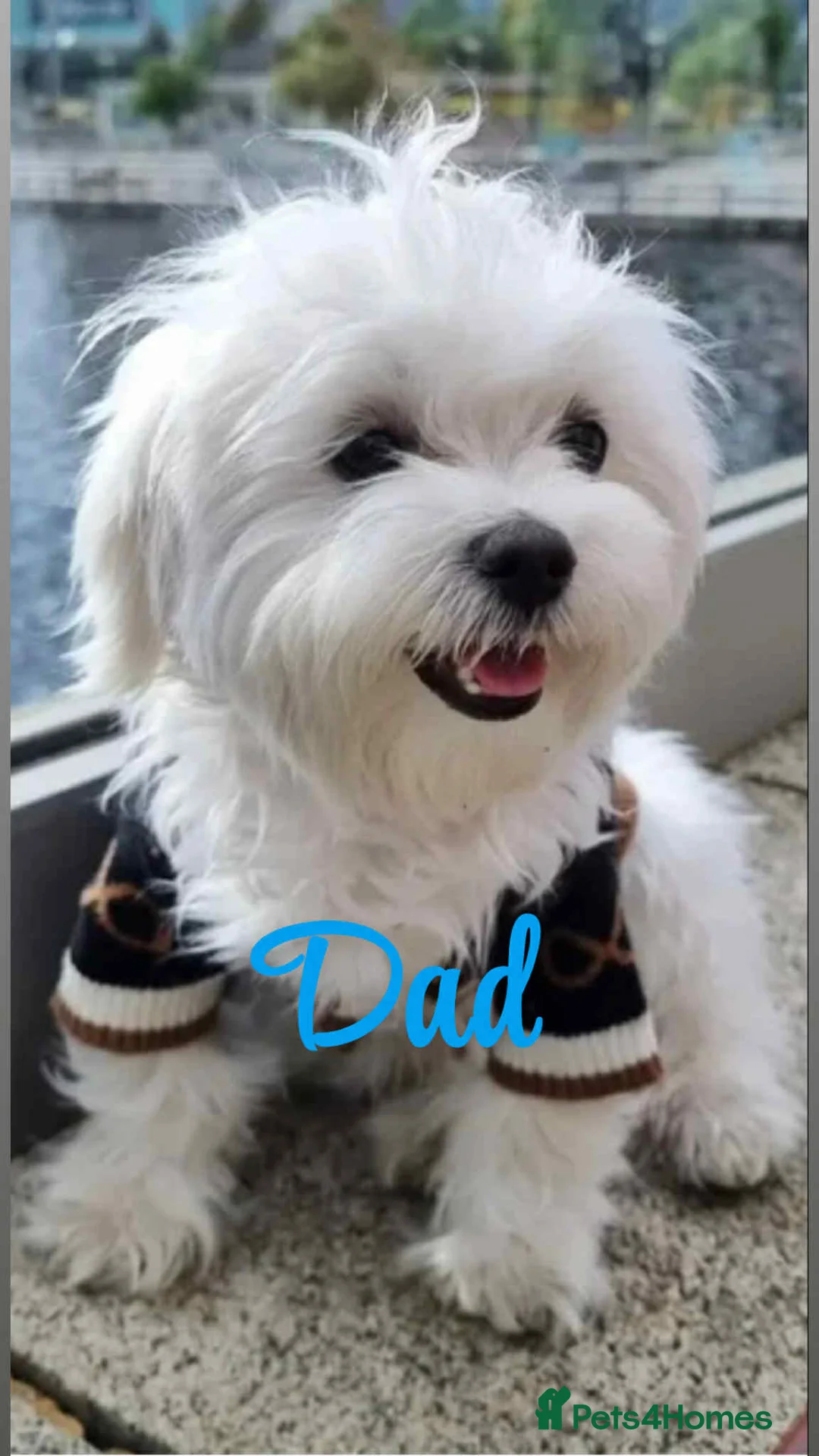 Maltese dogs for sale: Korean maltase puppies for sale  - Advert 2