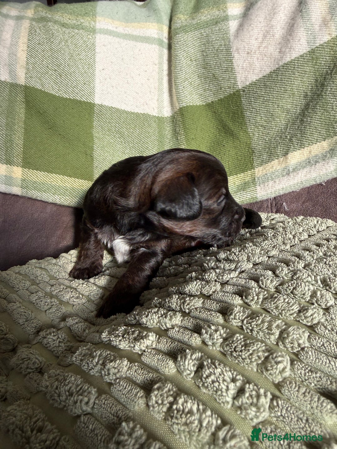 Jackapoo dogs for sale: Jackapoo puppies  - Advert 8